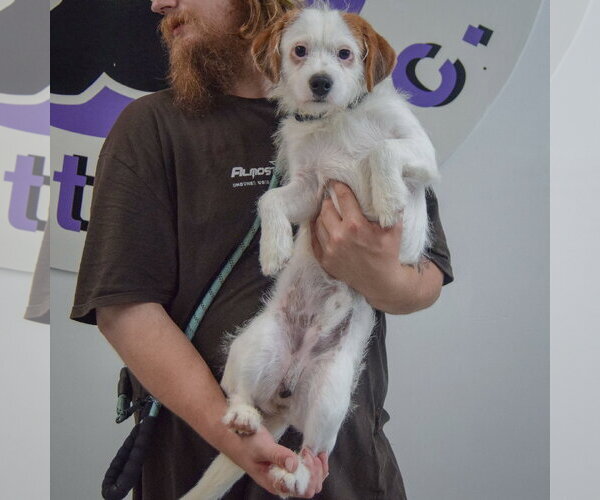 Medium Photo #4 Jack Russell Terrier-Unknown Mix Puppy For Sale in Huntley, IL, USA