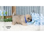 Small #20 Pug