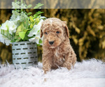 Small Photo #19 Poodle (Standard) Puppy For Sale in NAPPANEE, IN, USA