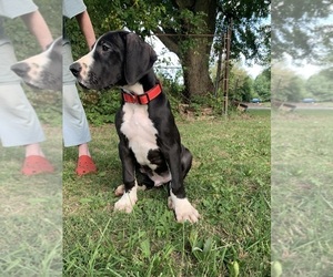 Great Dane Puppy for sale in WHITELAND, IN, USA