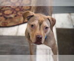 Small #5 American Pit Bull Terrier-Staffordshire Bull Terrier Mix