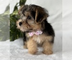 Small #6 Morkie