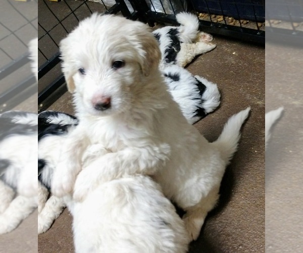 Medium Photo #2 Pyredoodle Puppy For Sale in MARION, TX, USA
