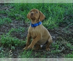 Small #1 Vizsla