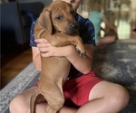 Small #20 Rhodesian Ridgeback