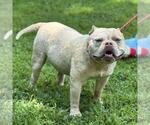 Small #2 Bulldog Mix