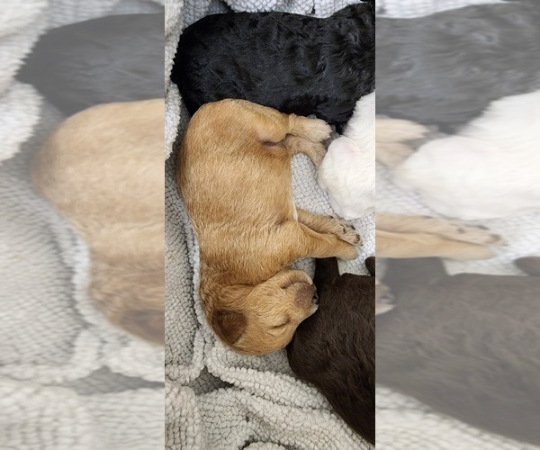 Medium Photo #9 Australian Labradoodle-Labradoodle Mix Puppy For Sale in ROY, WA, USA