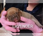 Small Photo #34 French Bulldog Puppy For Sale in MCKINLEYVILLE, CA, USA