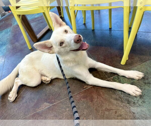 Medium Photo #1 Unknown-white german shepherd Mix Puppy For Sale in Hoffman Estates, IL, USA