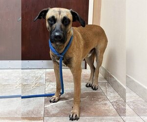 Black Mouth Cur-Unknown Mix Dogs for adoption in Pompano Beach , FL, USA