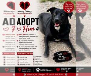 Handsome - Male Mutt Dog for Adoption - Photo #5
