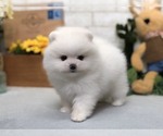 Small Photo #12 Pomeranian Puppy For Sale in LOS ANGELES, CA, USA