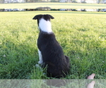 Small Photo #3 Border Collie Puppy For Sale in VALLEY, WA, USA