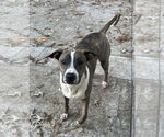 Small #10 Mutt