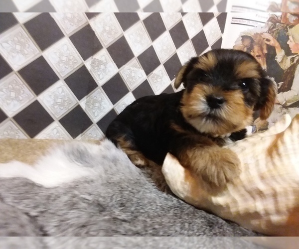 Medium Photo #8 Yorkshire Terrier Puppy For Sale in AUSTIN, TX, USA