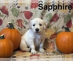 Puppy Sapphire Golden Retriever