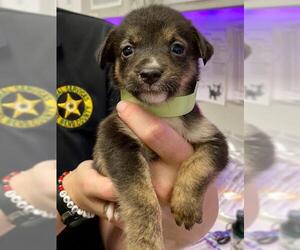 Australian Shepherd-Unknown Mix Dogs for adoption in Rosenberg, TX, USA
