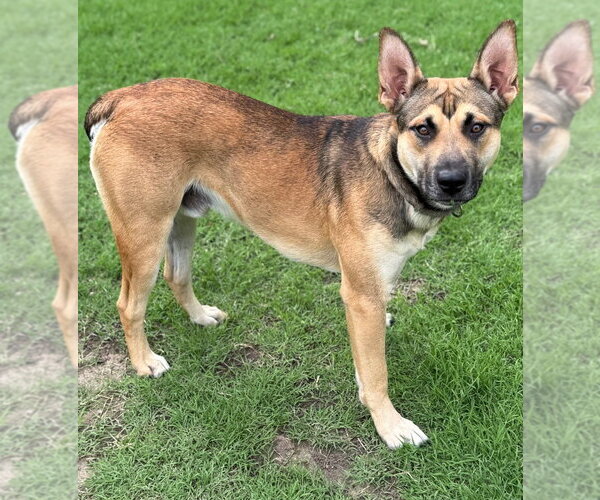 Medium Photo #2 German Shepherd Dog Puppy For Sale in Great Bend, KS, USA