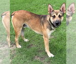 Small #1 German Shepherd Dog