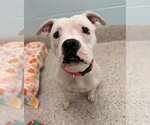 *EMERALD - Female American Bulldog-Unknown Mix Dog for Adoption - Small photo