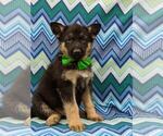 Small Photo #2 German Shepherd Dog Puppy For Sale in NEW PROVIDENCE, PA, USA