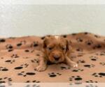 Small #2 Maltipoo