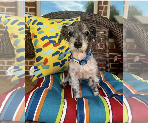 Medium Photo #1 Schweenie Puppy For Sale in Euless, TX, USA