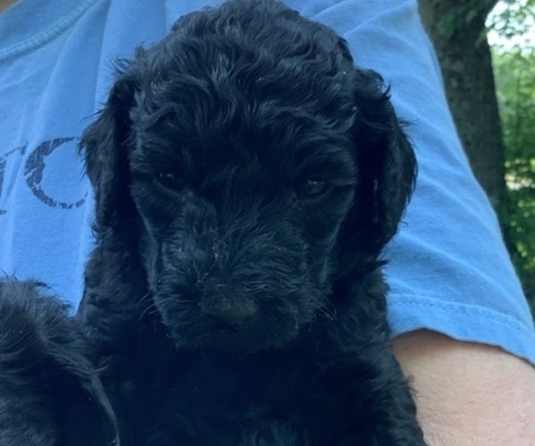 Medium Photo #5 Labradoodle-Poodle (Standard) Mix Puppy For Sale in VIENNA, IL, USA