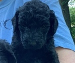 Small Photo #5 Labradoodle-Poodle (Standard) Mix Puppy For Sale in VIENNA, IL, USA