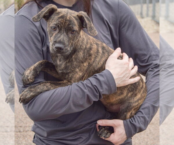 Medium Photo #2 Labrador Retriever-Unknown Mix Puppy For Sale in Huntley, IL, USA