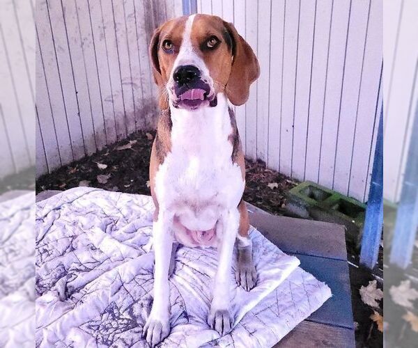 Medium Photo #4 Treeing Walker Coonhound Puppy For Sale in Sequim, WA, USA