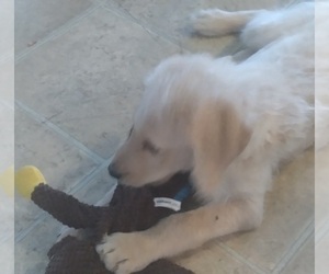 Labradoodle Puppy for sale in JEFFERSONTOWN, KY, USA