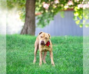 Mutt Dogs for adoption in Unionville, PA, USA