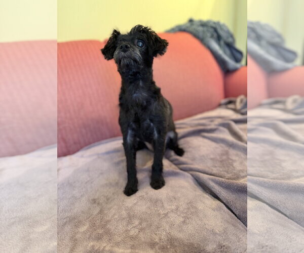 Medium Photo #5 Maltese-Unknown Mix Puppy For Sale in Pacolet, SC, USA