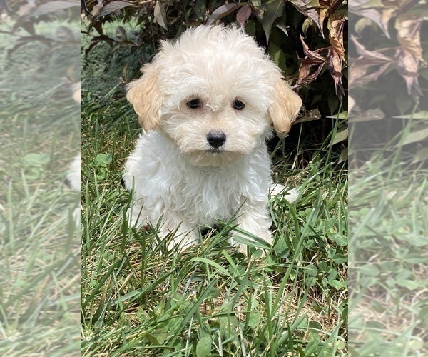 Medium Photo #5 Havanese Puppy For Sale in CANOGA, NY, USA