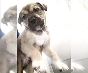 German Shepherd Dog-Unknown Mix Dogs for adoption in Houston, TX, USA