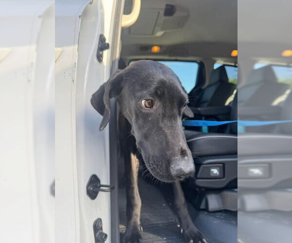 Medium Photo #2 Great Dane Puppy For Sale in Bullard, TX, USA