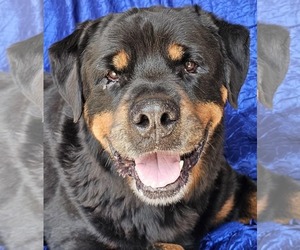 Rottweiler Dogs for adoption in Cuba, NY, USA