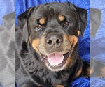 Small Rottweiler