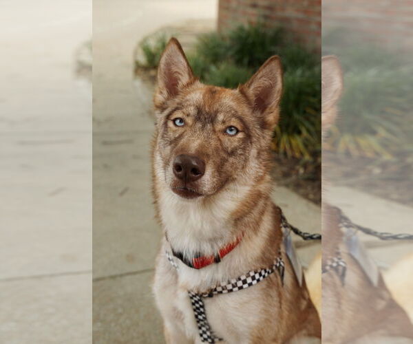 Medium Photo #6 Siberian Husky Puppy For Sale in Carrollton, TX, USA