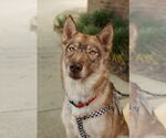 Small #5 Siberian Husky