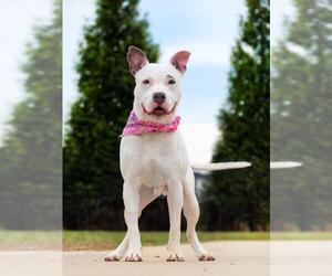 Bull Terrier-Unknown Mix Dogs for adoption in Derwood, MD, USA
