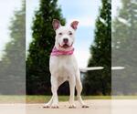 Small Bull Terrier Mix