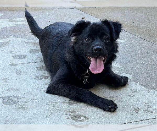 Medium Photo #2 Chihuahua-Unknown Mix Puppy For Sale in Rancho Cucamonga, CA, USA