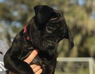 Small Photo #3 Cane Corso Puppy For Sale in SEFFNER, FL, USA