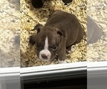 Puppy Puppy 3 American Bully