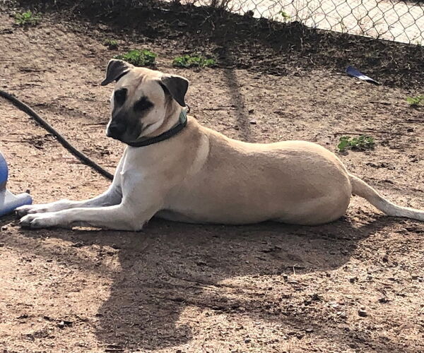 Medium Photo #8 Black Mouth Cur-Unknown Mix Puppy For Sale in phoenix, AZ, USA