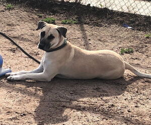 Marcus (Courtest post) - Male Black Mouth Cur-Unknown Mix Dog for Adoption - Photo #8