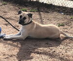 Small #7 Black Mouth Cur Mix