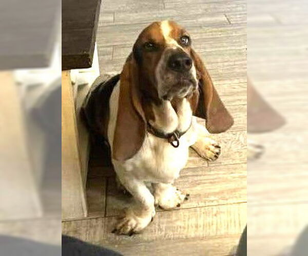 Medium Photo #4 Basset Hound Puppy For Sale in Deepwater, NJ, USA